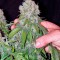 Сорт каннабиса California Hash Plant
