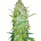 Семена сорта Auto Ak fem (Bulk Seed Bank)