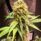Семена сорта Biggest Bud fem (Victory Seeds)