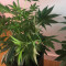 Семена сорта Critical Neville Haze 2.0 fem (Delicious Seeds)