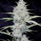 Семена сорта Impala 64 Haze Auto fem (Sumo Seeds)