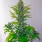 Семена сорта Skunk + (Power Skunk) fem (Kannabia Seeds)