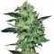 Семена сорта Super Critical fem (Green House Seeds)