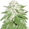 Семена сорта Sumo's OG Kush fem (Sumo Seeds)