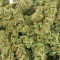 Семена сорта Sour Diesel Autoflowering fem (Dinafem Seeds)