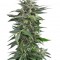 Семена сорта Haze XXL Autoflowering fem