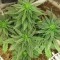 Семена сорта Auto Haze fem (Female Seeds)