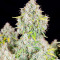 Семена сорта Original Cinderella Auto fem (FastBuds)