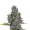 Семена сорта Viagrra fem (VIP seeds)