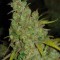 Семена сорта 1024 fem (Medical Seeds)
