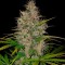 Семена сорта Berries & Cheese fem (Sumo Seeds)
