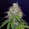 Семена сорта Girl Scout Cookies Auto fem (Original Sensible Seeds)