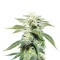 Семена сорта Original White Widow (IBL) fem