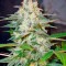 Семена сорта Afghan Kush Ryder Auto fem (World of Seeds)