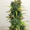 Семена сорта Critical Impact fem (Vision Seeds)