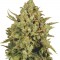 Семена сорта CBD-enriched Warlock fem (Serious Seeds)