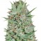 Семена сорта Wembley fem (Pyramid Seeds)