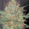 Семена сорта White Widow Automatic fem (Dinafem Seeds)