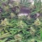 Семена сорта Lemon Skunk fem (Green House Seeds)