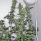 Семена сорта 707 Headband fem (Humboldt Seeds)