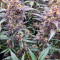 Семена сорта Purple Lemonade FF fem (FastBuds)
