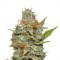 Семена конопли Kali Dog fem (Royal Queen Seeds)