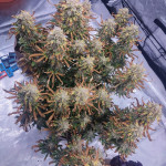banana-daddy-auto-rbx2-fem-ethos-genetics.jpg