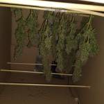 fully-loaded-auto-fem-heavyweight-seeds.jpg