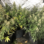 blue-dream-auto-humboldt-seeds.jpeg