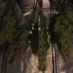 godzilla-cookies-auto-fem-herbies-seeds.jpg