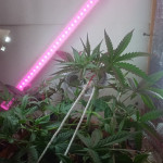 six-shooter-auto-fem-fastbuds.jpg