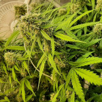 fruit-punch-auto-heavyweight-seeds.jpg