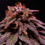 blueberry-muffin-fem-humboldt-seed-company.jpg