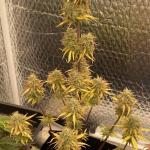 critical-kush-auto-critical-rapido-auto-fem-barneys-farm.jpg