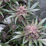 diablo-rojo-xl-auto-fem-sweet-seeds.jpg