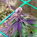 miracle-alien-cookies-mac-fem-7ch-american.jpg