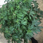 fruit-punch-auto-heavyweight-seeds.jpeg