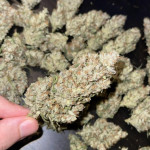 papaya-zoap-auto-fem-sweet-seeds.jpg