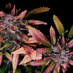 sweet-zenzation-xl-auto-fem-sweet-seeds.jpg