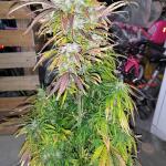 whiskey-zulu-auto-fem-7ch-american.jpg