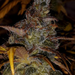 critical-kali-mist-fem-delicious-seeds.jpg