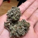 purple-lemonade-ff-fem-fastbuds.jpg