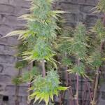 whiskey-zulu-auto-fem-7ch-american.jpg