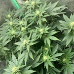 glue-cookies-fem-alphafem-seeds.jpeg