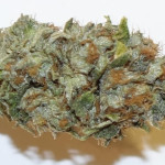 la-bomba-fem-compound-genetics.jpg