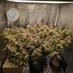 pineapple-express-auto-fem-barneys-farm.jpg