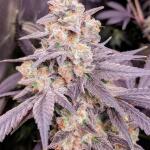 jealousy-kush-fem-seedkeepers.jpg