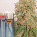 y-griega-cbd-fem-medical-seeds.jpg