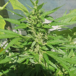 gorilla-glue-auto-glue-auto-fem-fastbuds.jpg