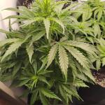 keepers-og-autoflower-fem-seedkeepers.jpg